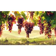 Фартук-панно Виноградник 602х1002мм Грейс